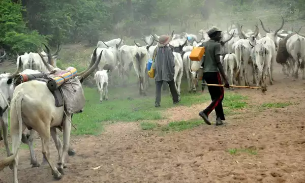 Don’t politicize herdsmen killings – Rights group tells Enugu Attorney General